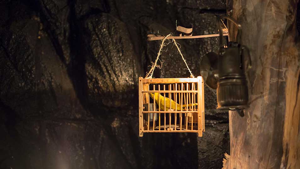 The Canary in the Coal Mine - A CROOKED PATH